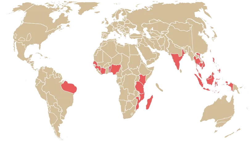 The major cashew producers are Việt Nam, India, and Brazil. However, there are many cashew-growing countries in the world.