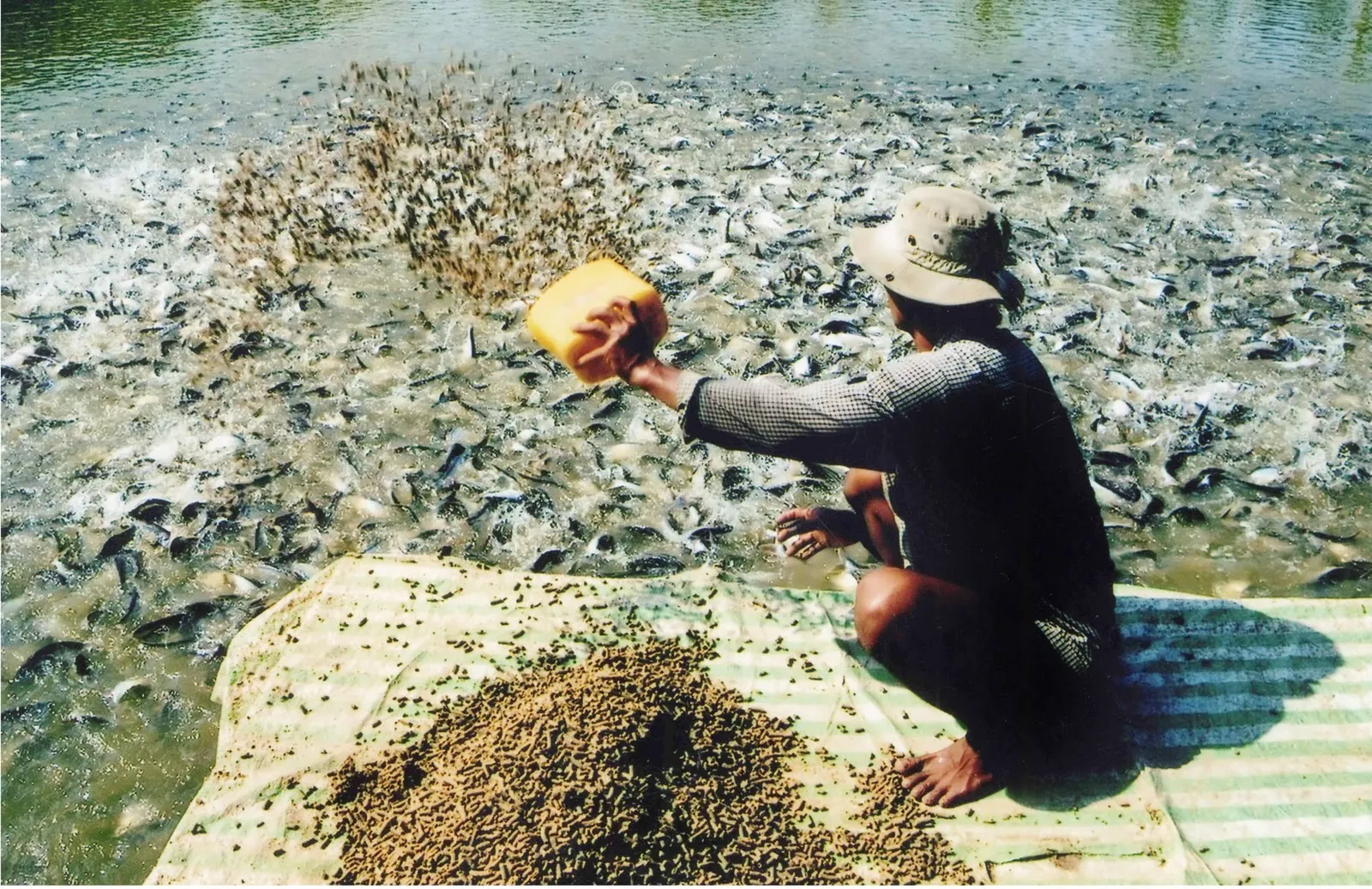 Người dân ĐBSCL đang tha thức ăn để nuôi cá tra trong ao nước ngọt